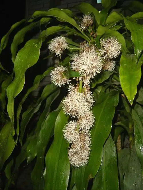 这是我种了两面三刀年的巴西铁树,前天晚上开始开花.