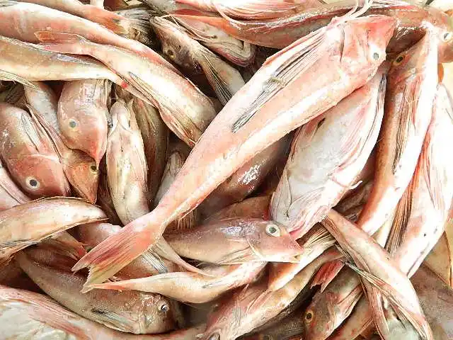 红角鱼批发,供应,配送-中国石油天然气总公司地调一处虚拟街信息网-大