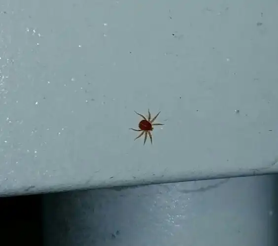 在花园看到这个红蜘蛛,是不是害虫红蜘蛛呢? 要喷药吗?