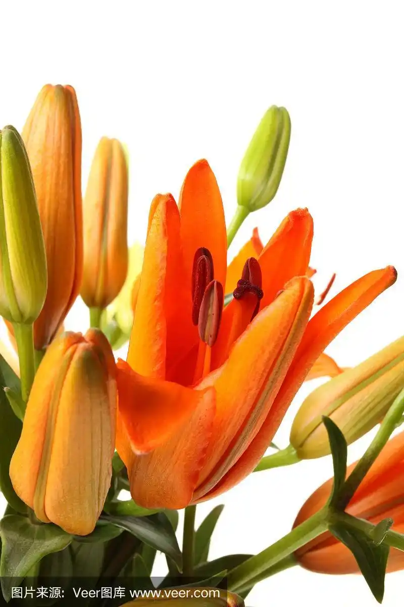 橙色的百合花