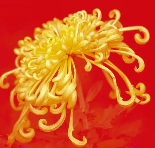 去掉了红色通道的菊花