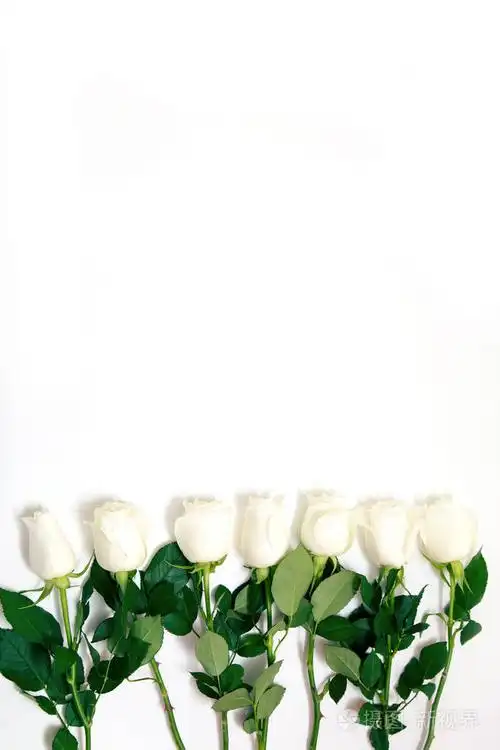 白玫瑰白色背景上的一束精致的玫瑰文本的地方春天假期的浪漫背景