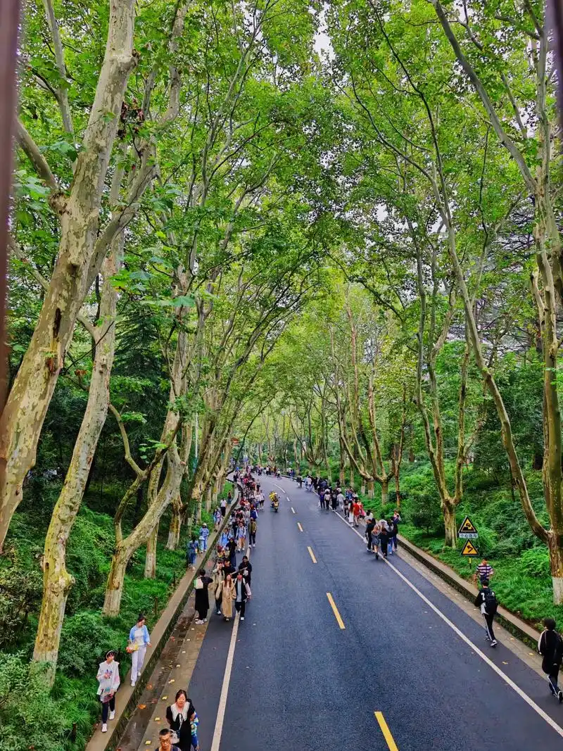 梧桐树 梧桐树的寓意是至死不渝.有人问"叶子的离去是风的追 - 抖音