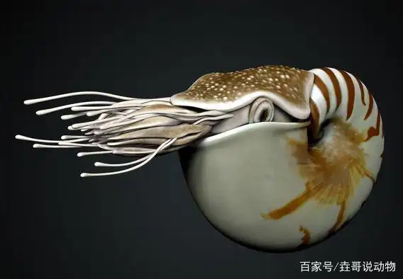 卷壳鹦鹉螺 鹦鹉螺是奥陶纪的标志性生物,而卷壳鹦鹉螺则是最常见的一