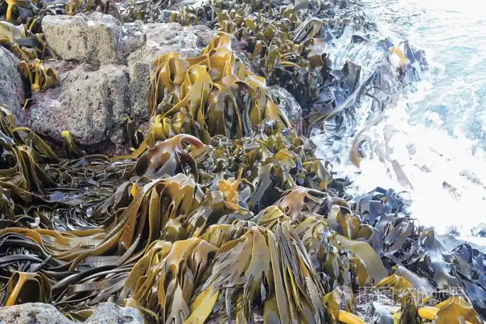 在nz发现的大海带