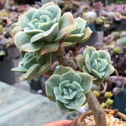 可爱玫瑰老桩 31894