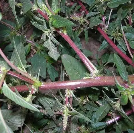 中草药新鲜野生现采刺苋菜野苋菜野刺苋猪母刺红刺苋 枝叶