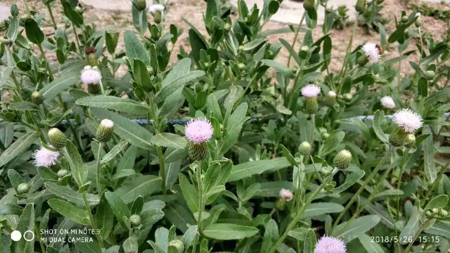 小蓟刺儿菜菊科蓟属多年生草本植物