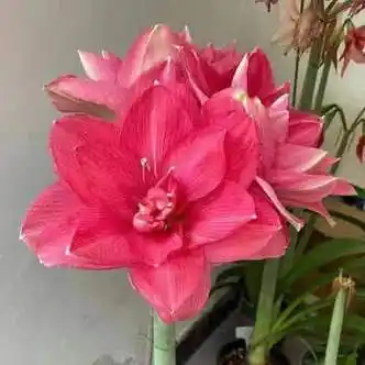 开花】清香型四季开花重瓣朱顶红种球庭院阳台盆栽花卉植物 糖果仙女