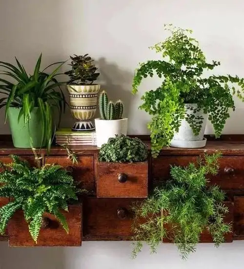 家里有绿植,心里多束光_新浪看点