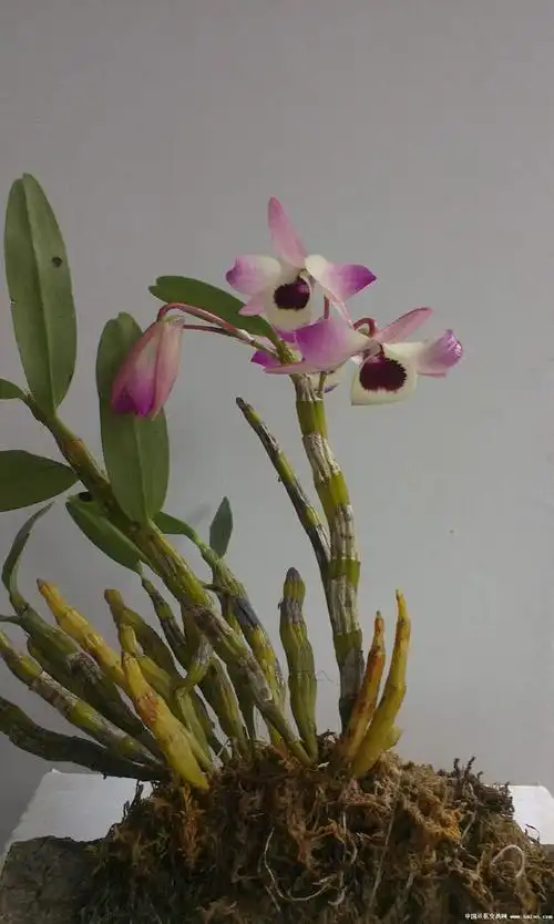 金钗石斛与铁皮石斛的区别是什么?