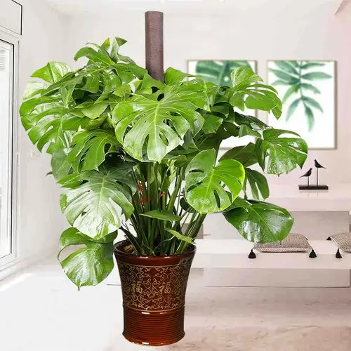 龟背竹盆栽办公室绿植室内卧室净化空气吸甲醛防辐射植物客厅花卉