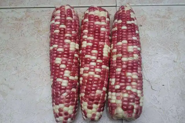 彩色玉米不是转基因吗?