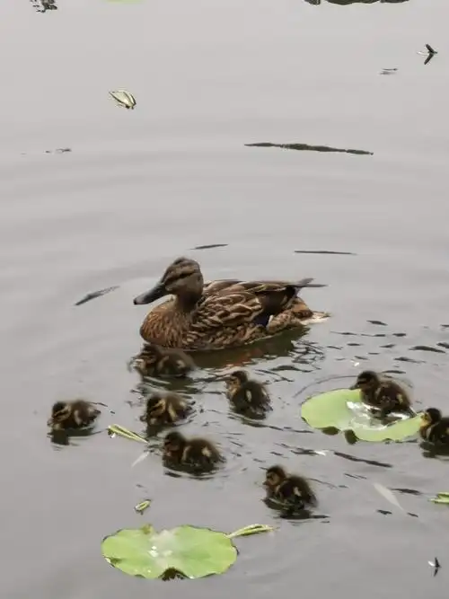 当小野鸭宝宝自己发现走散时,也会发出尖叫声,然后,母野鸭再发出叫声