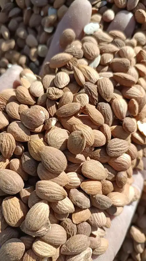 甘肃平凉产地桃仁价格保持平稳