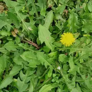 现挖新鲜蒲公英野生 纯天然 span class=h>野菜 /span>露天婆婆丁一份