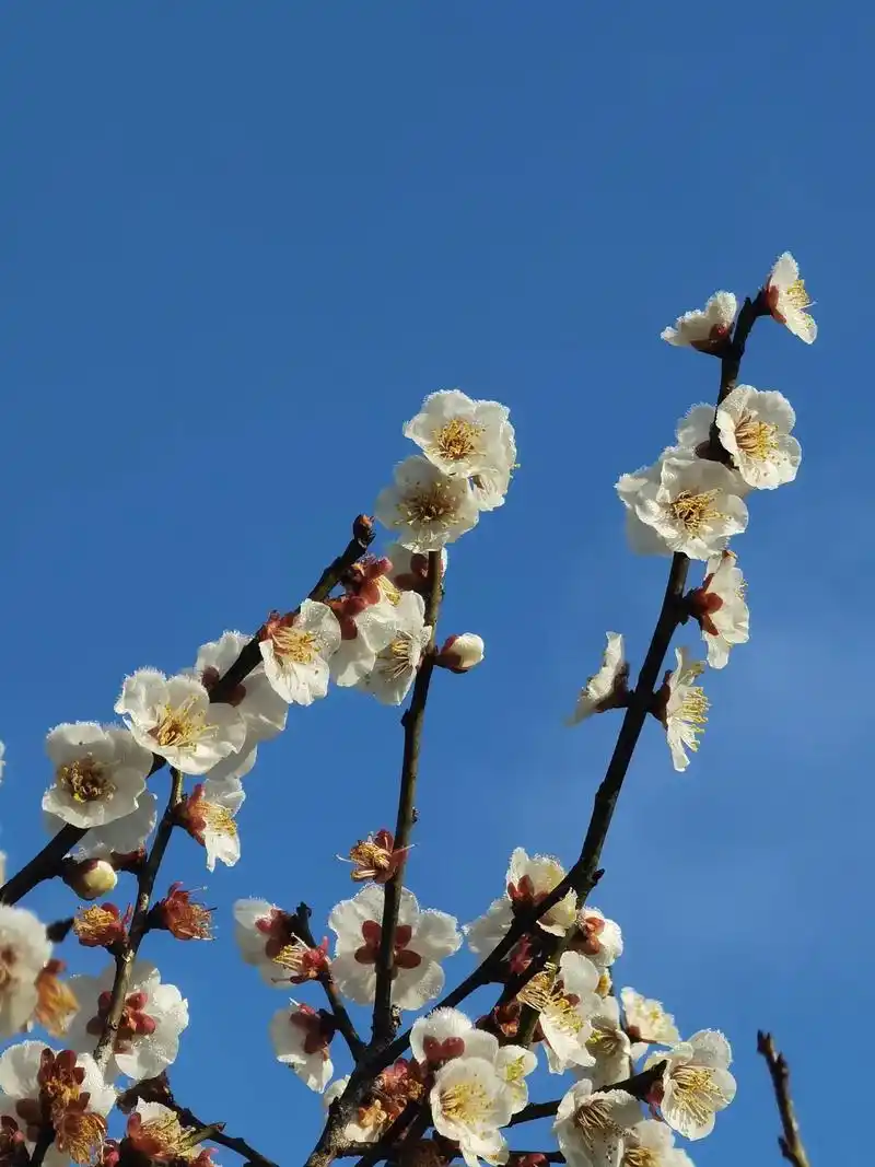东村香雪梅海景区梅花图鉴