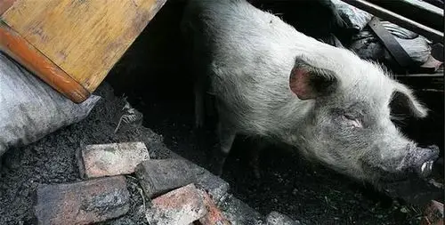 14岁猪坚强去世遗体已被冰冻为什么不入土为安