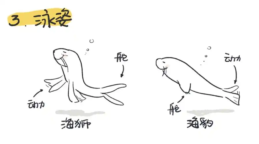 如何区别海狮与海豹