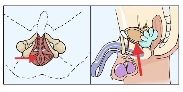 男性补锌能够壮阳是真的吗(补睾丸的最佳方法)-生活常识-江湖救急网
