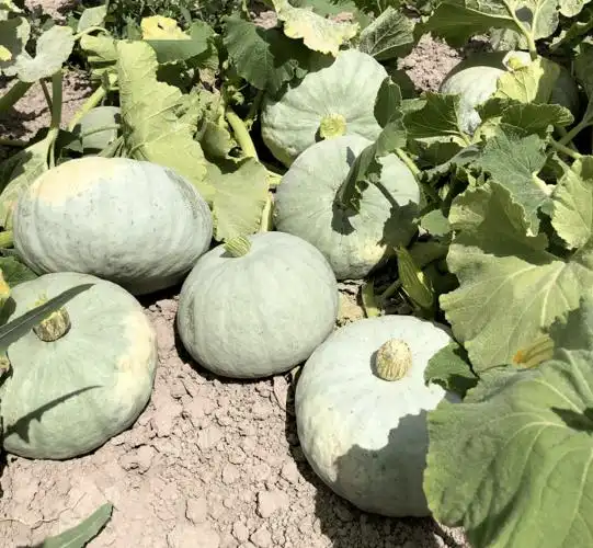 【新疆银板栗南瓜】味道粉糯清甜,带着近似板栗的香气和口感