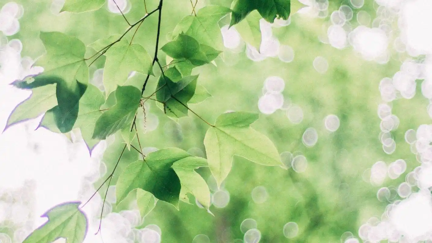 小清新绿色护眼树叶高清桌面壁纸_风景壁纸_壁纸下载_美桌网