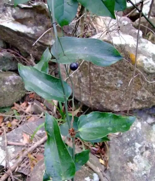 萆薢作为中药名始载于《神农本菥,被列为中品