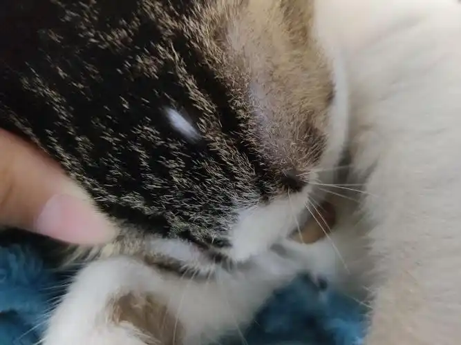 讨论猫咪头上秃了一小块不知道是不是猫藓