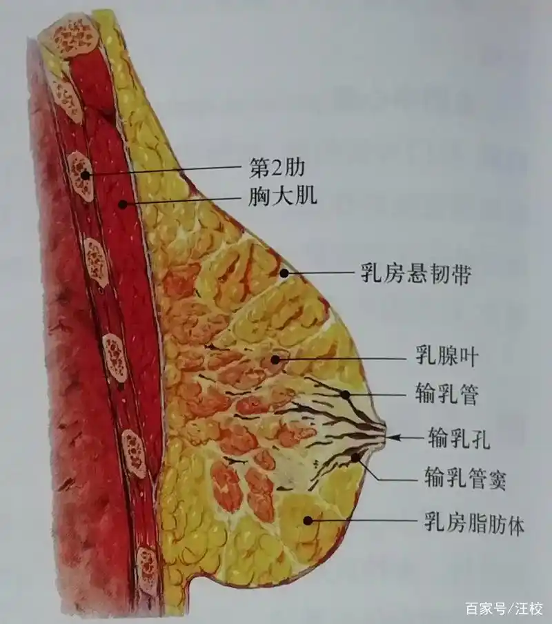 1.正常的乳房是什么样的