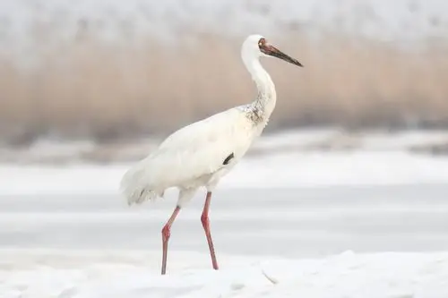 国家一级保护动物白鹤