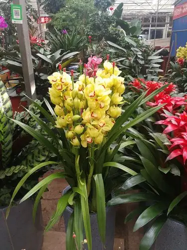 买花迎春我市花卉市场迎来旺季这些花卖得火