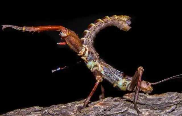 不能吃的"树龙虾",其独特,强壮的后肢,或与交配有关!