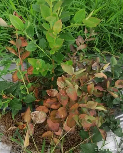 换气不太好的地快,蓝莓不仅叶片黄化,并且新根没发