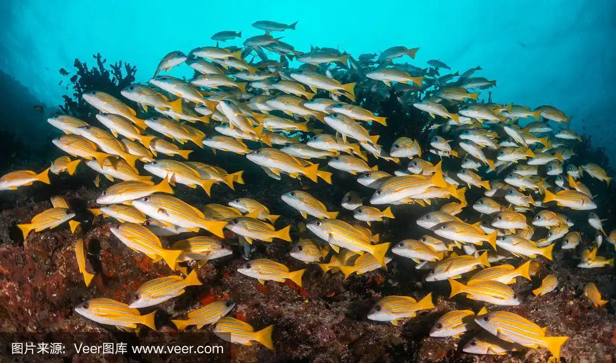 一大群黄色鲷鱼在珊瑚礁周围游来游去