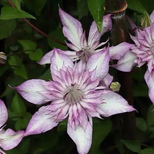 花卉九重阳台庭院丸重瓣大河旭裳中大铁线莲藤本时令草本花卉