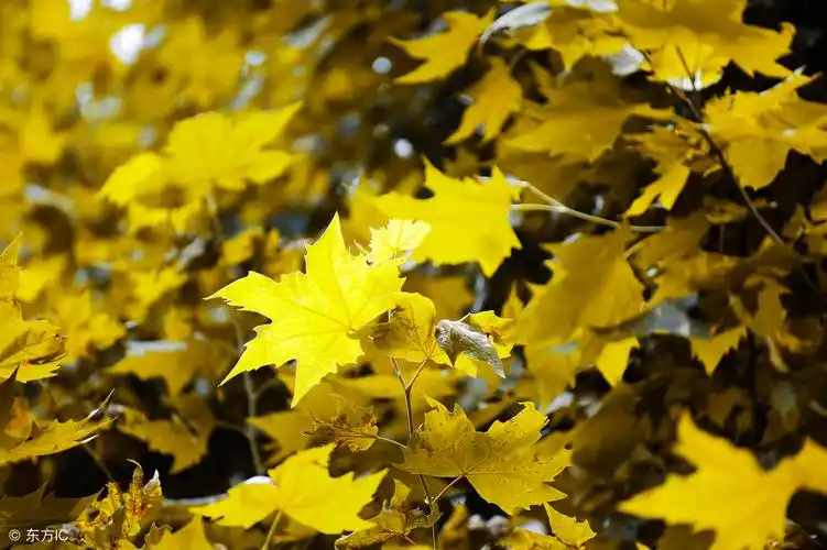 "峥嵘的桐木制成的美琴却弃置不用,寄托了诗人一生穷困失意的悲哀.