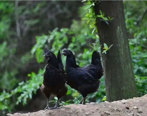 甘肃永靖麻鸡苗服务至上,永靖麻鸡苗价格行情走势厂家
