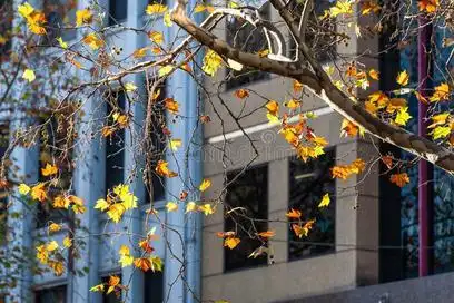 黄色的秋枫树叶子.