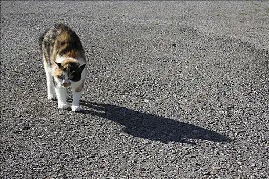 食肉动物图片_食肉动物图片大全_食肉动物图片素材
