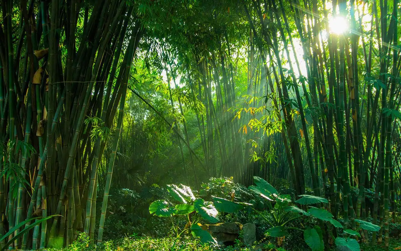 绿色护眼竹林风景图片桌面壁纸