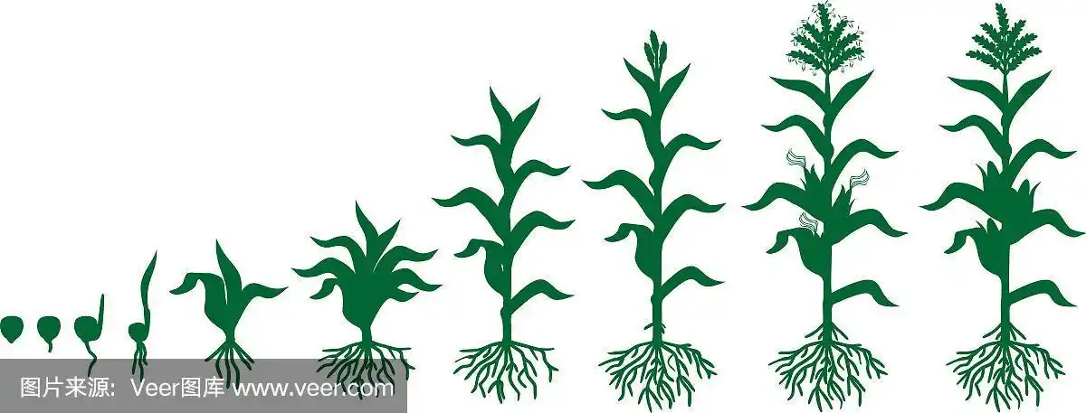 玉米植株的生命周期.生长阶段从种子到开花和结果植株孤立在白色背景