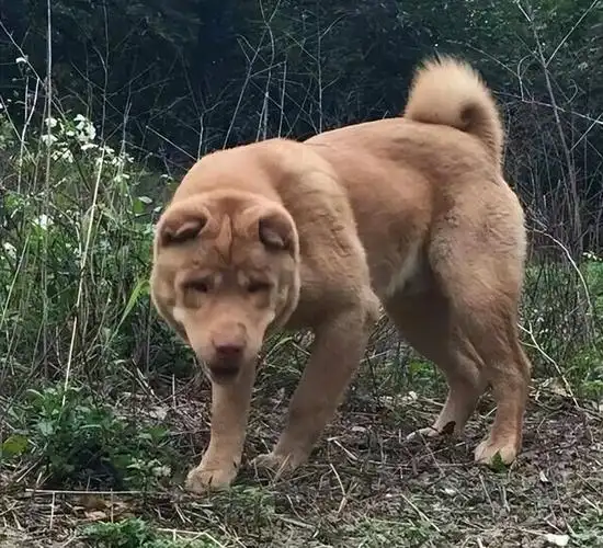我的天!我终于知道,"潮汕大头犬"为啥这么多人养了!