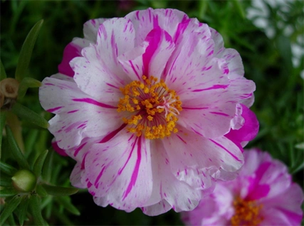 太阳花图片鉴赏,欣赏不同品种的太阳花图片