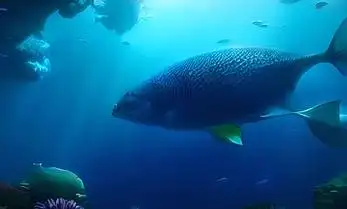 蓝色海洋海底微距视频