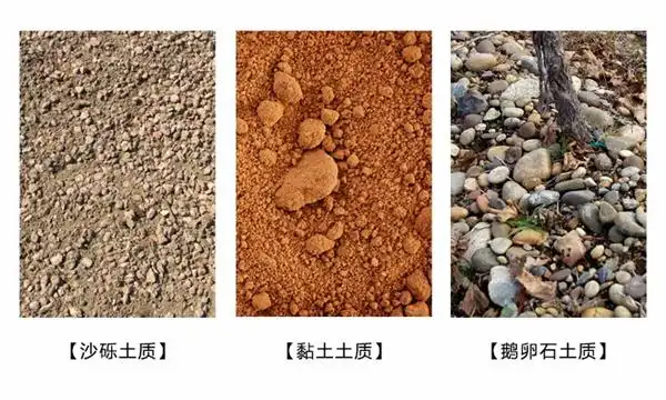 其中最典型的就是鹅卵石,白天吸收热量,夜晚再传递给土壤,保持温度