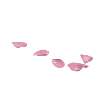 粉色清新花瓣漂浮素材