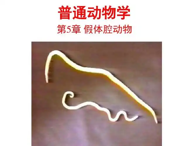 普通动物学—假体腔动物(上课版)