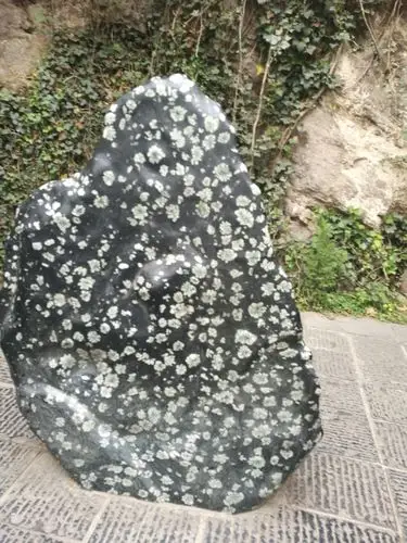 龙门石窟中之牡丹石.石上有天然牡丹花图案.产于附近山中.