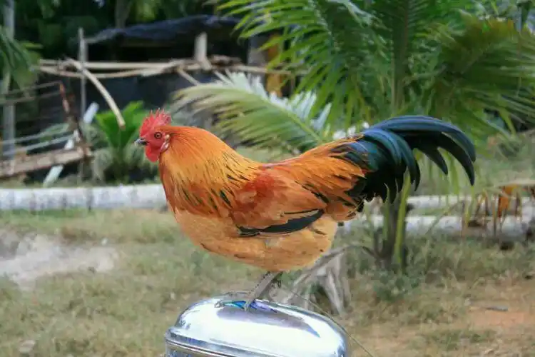 稀有美味的阉母鸡