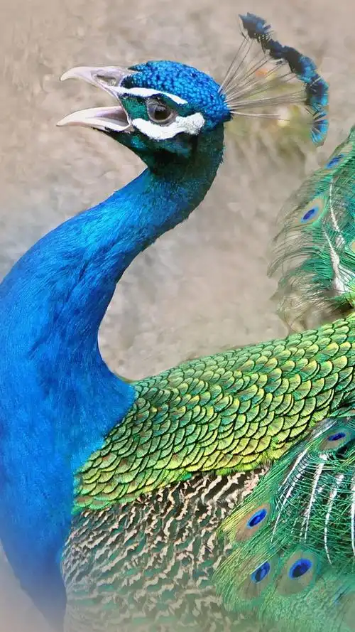 iphone 壁纸 孔雀,美丽的尾羽